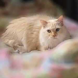 Diamond, Senior Male unknown