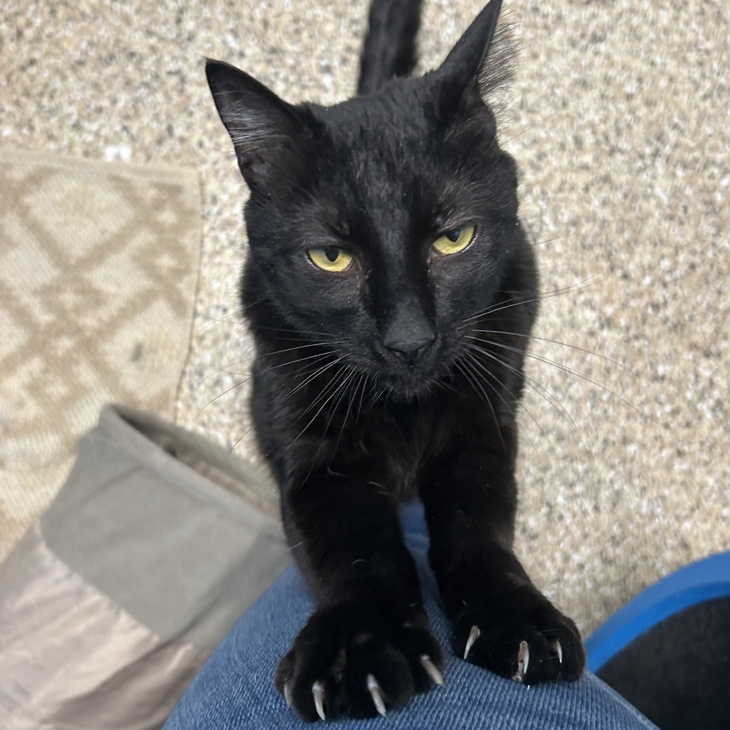 Little Guy, an adoptable Domestic Medium Hair in Cheyenne, WY, 82007 | Photo Image 1