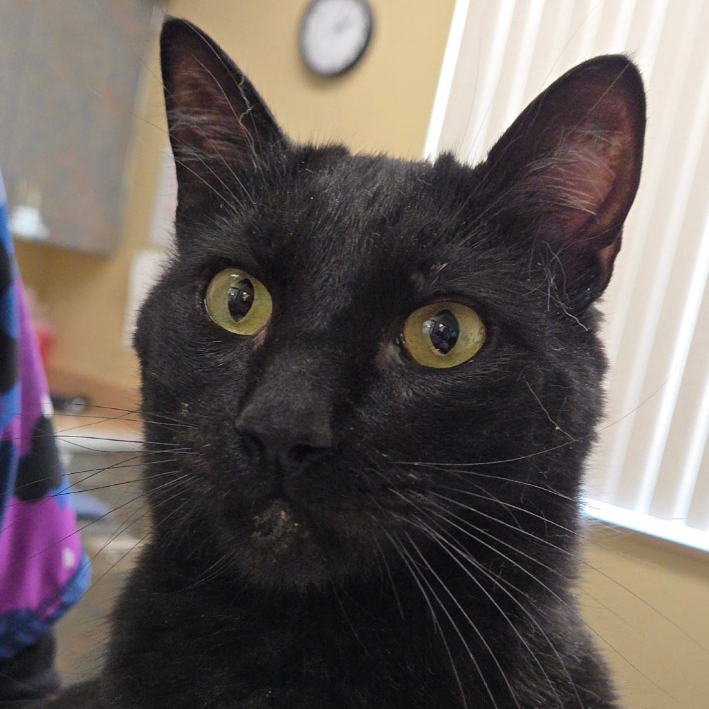 Little Guy, an adoptable Domestic Medium Hair in Cheyenne, WY, 82007 | Photo Image 2