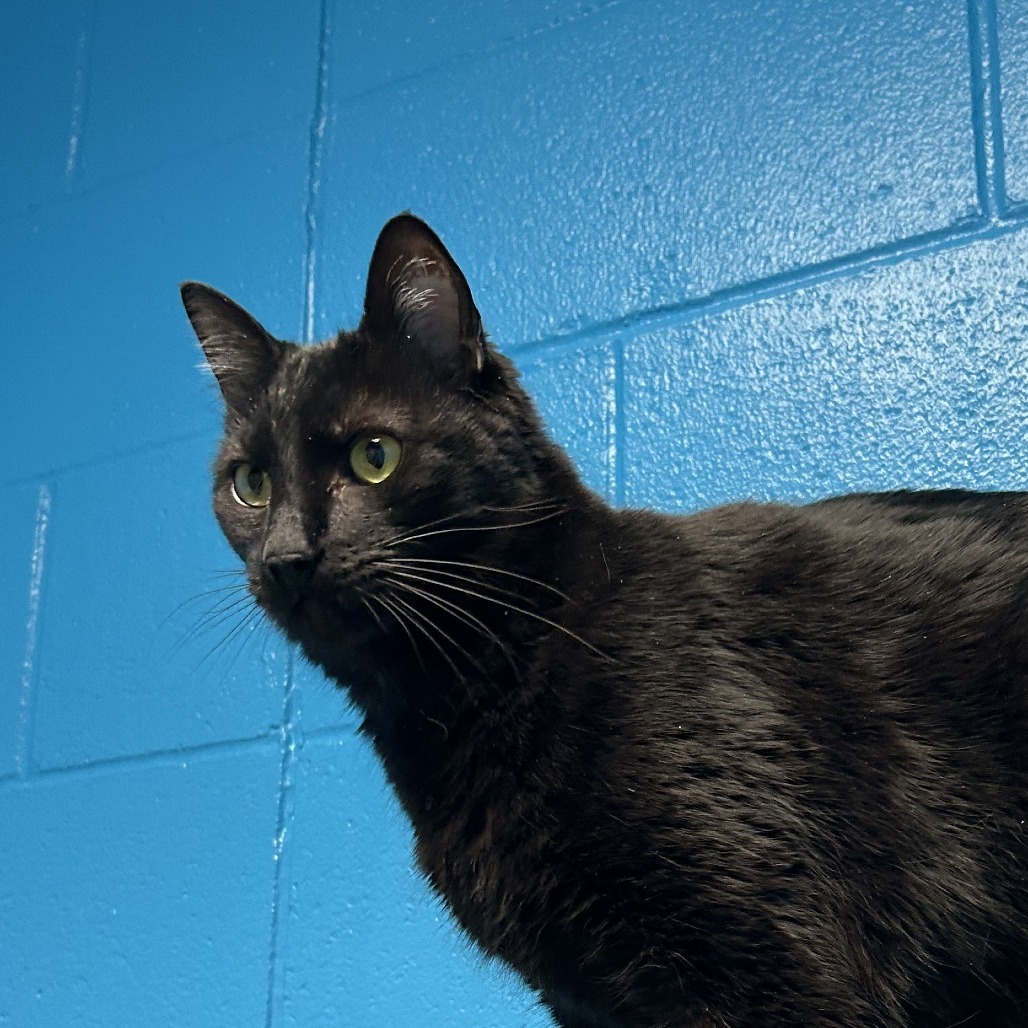 Little Guy, an adoptable Domestic Medium Hair in Cheyenne, WY, 82007 | Photo Image 4