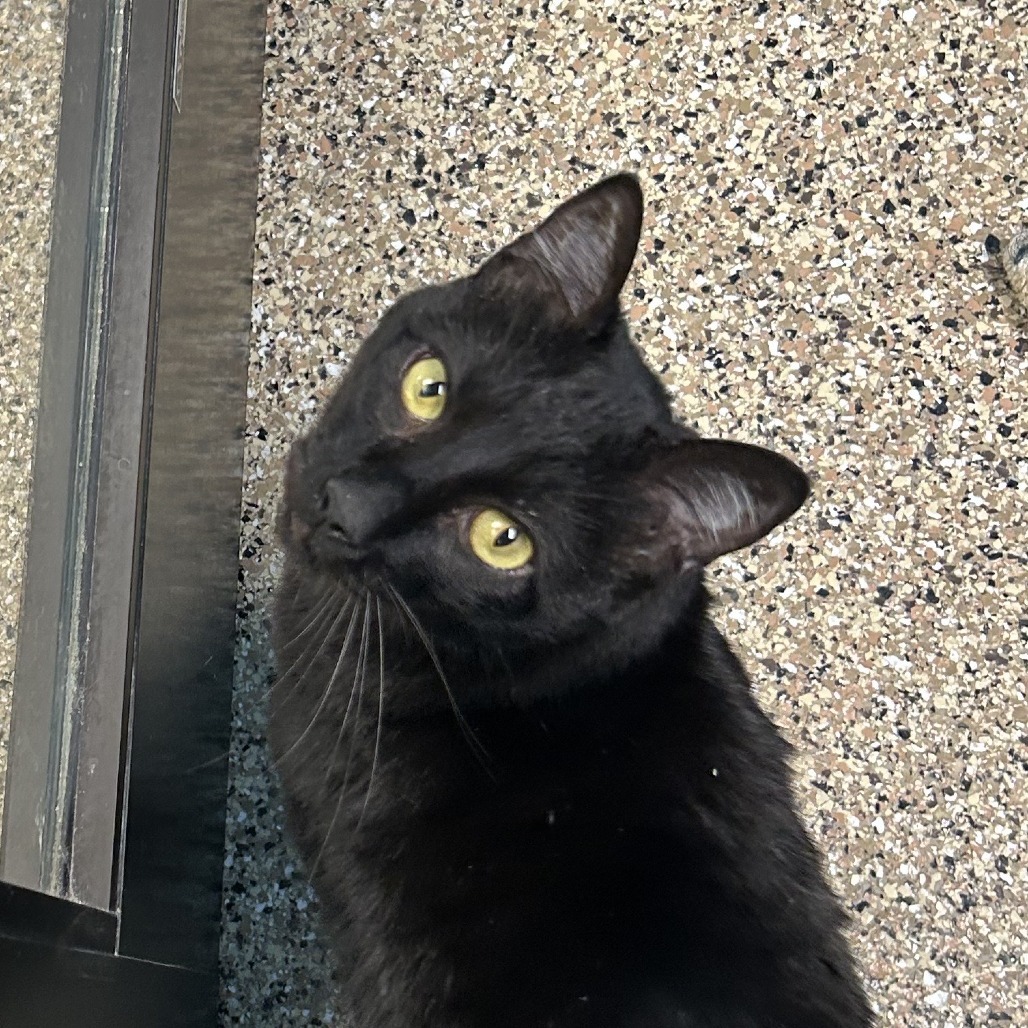 Little Guy, an adoptable Domestic Medium Hair in Cheyenne, WY, 82007 | Photo Image 5