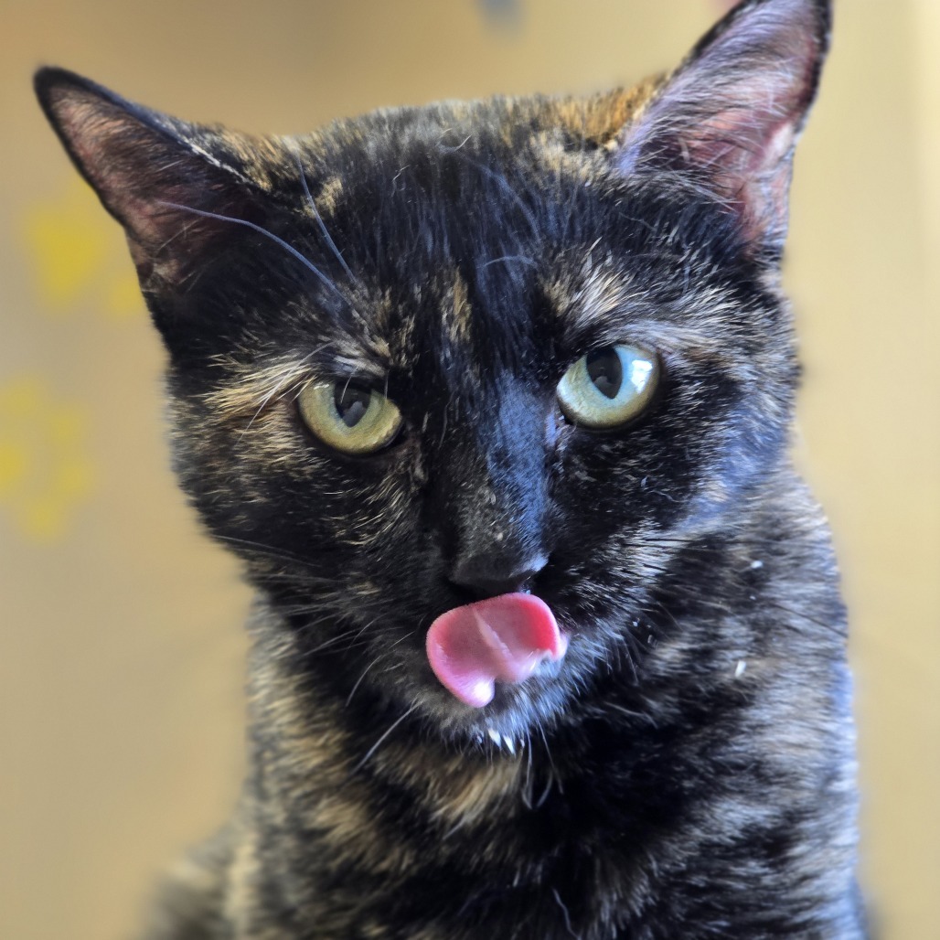 Tangie, an adoptable Domestic Short Hair in Wickenburg, AZ, 85390 | Photo Image 1