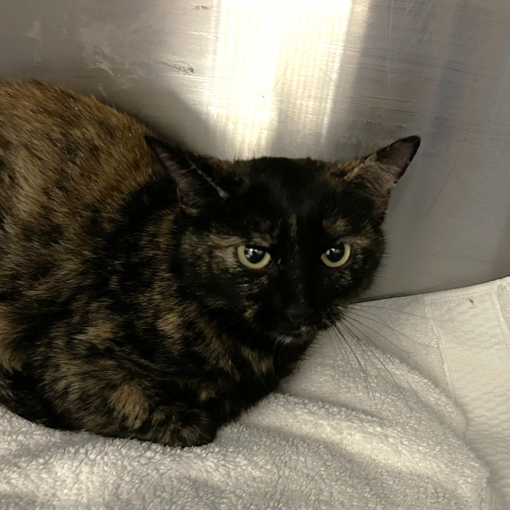 Tangie, an adoptable Domestic Short Hair in Wickenburg, AZ, 85390 | Photo Image 2