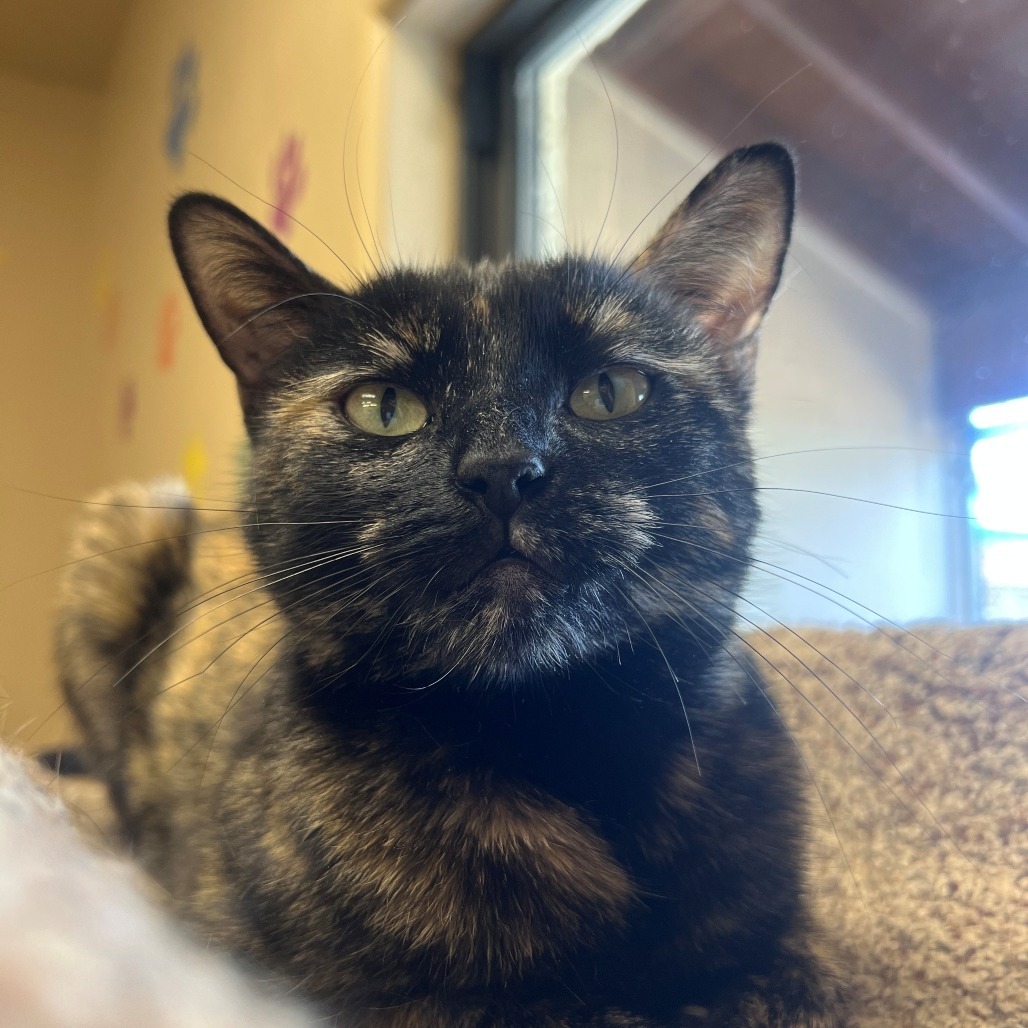 Tangie, an adoptable Domestic Short Hair in Wickenburg, AZ, 85390 | Photo Image 3