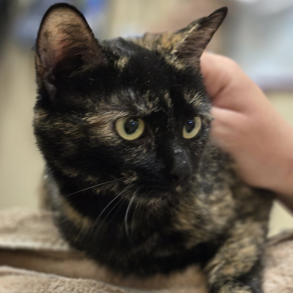 Tangie, an adoptable Domestic Short Hair in Wickenburg, AZ, 85390 | Photo Image 4