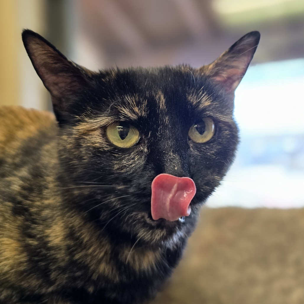 Tangie, an adoptable Domestic Short Hair in Wickenburg, AZ, 85390 | Photo Image 5