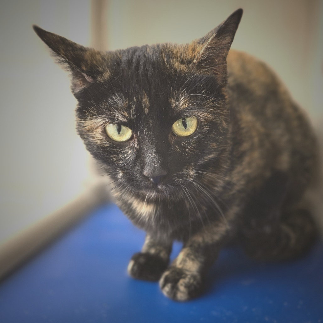 Tangie, an adoptable Domestic Short Hair in Wickenburg, AZ, 85390 | Photo Image 6