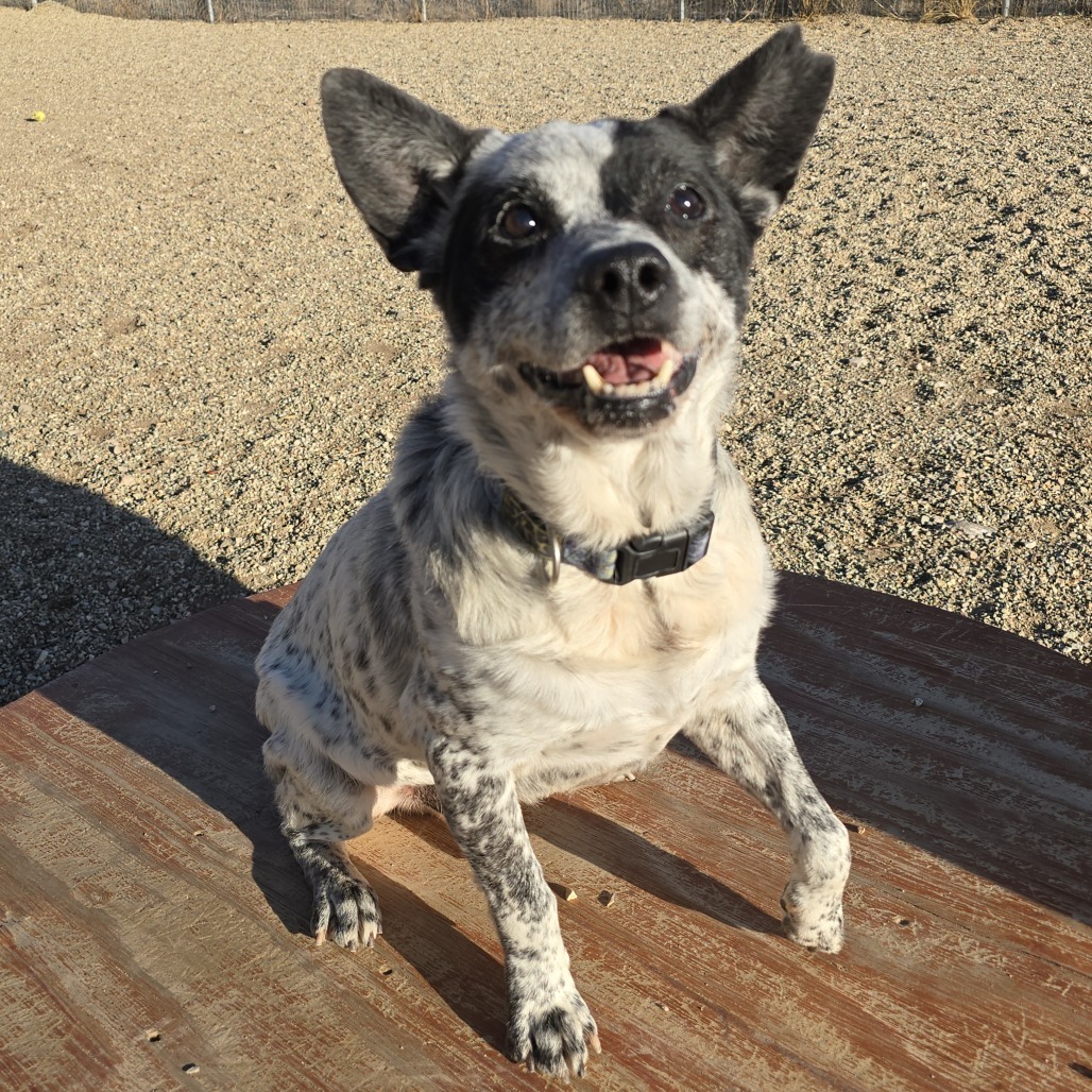 Miller, an adoptable Australian Cattle Dog / Blue Heeler in Wickenburg, AZ, 85390 | Photo Image 1