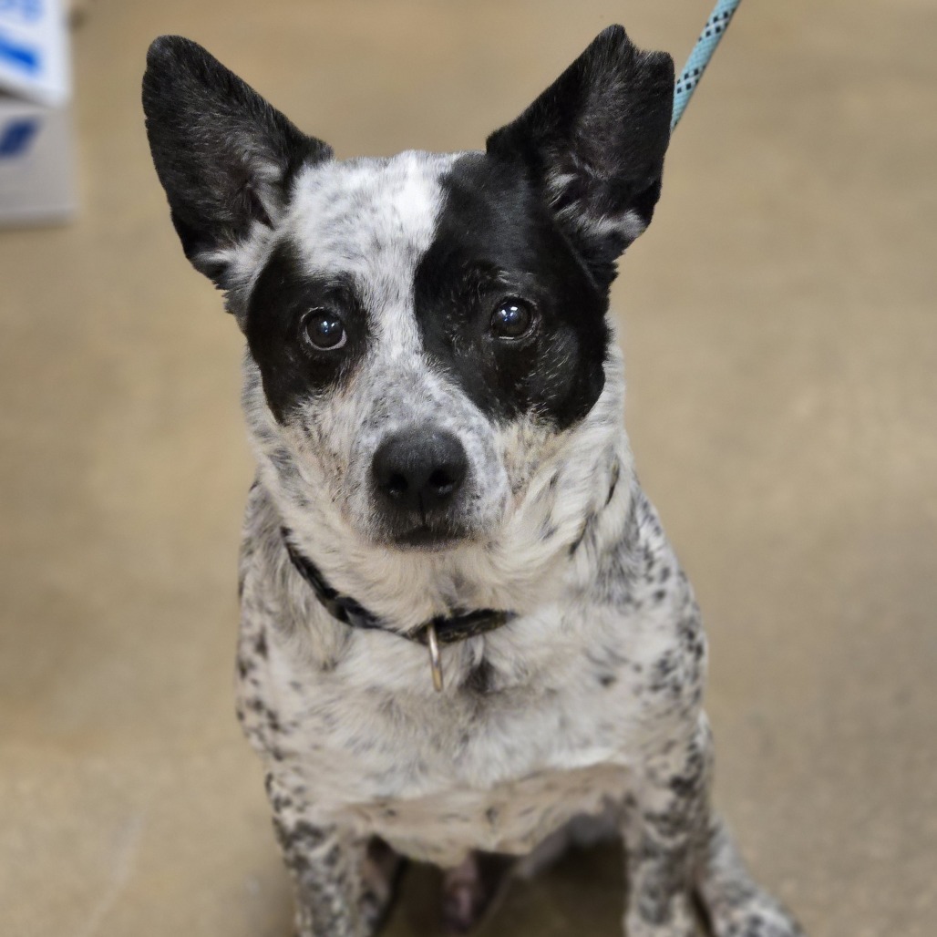 Miller, an adoptable Australian Cattle Dog / Blue Heeler in Wickenburg, AZ, 85390 | Photo Image 2