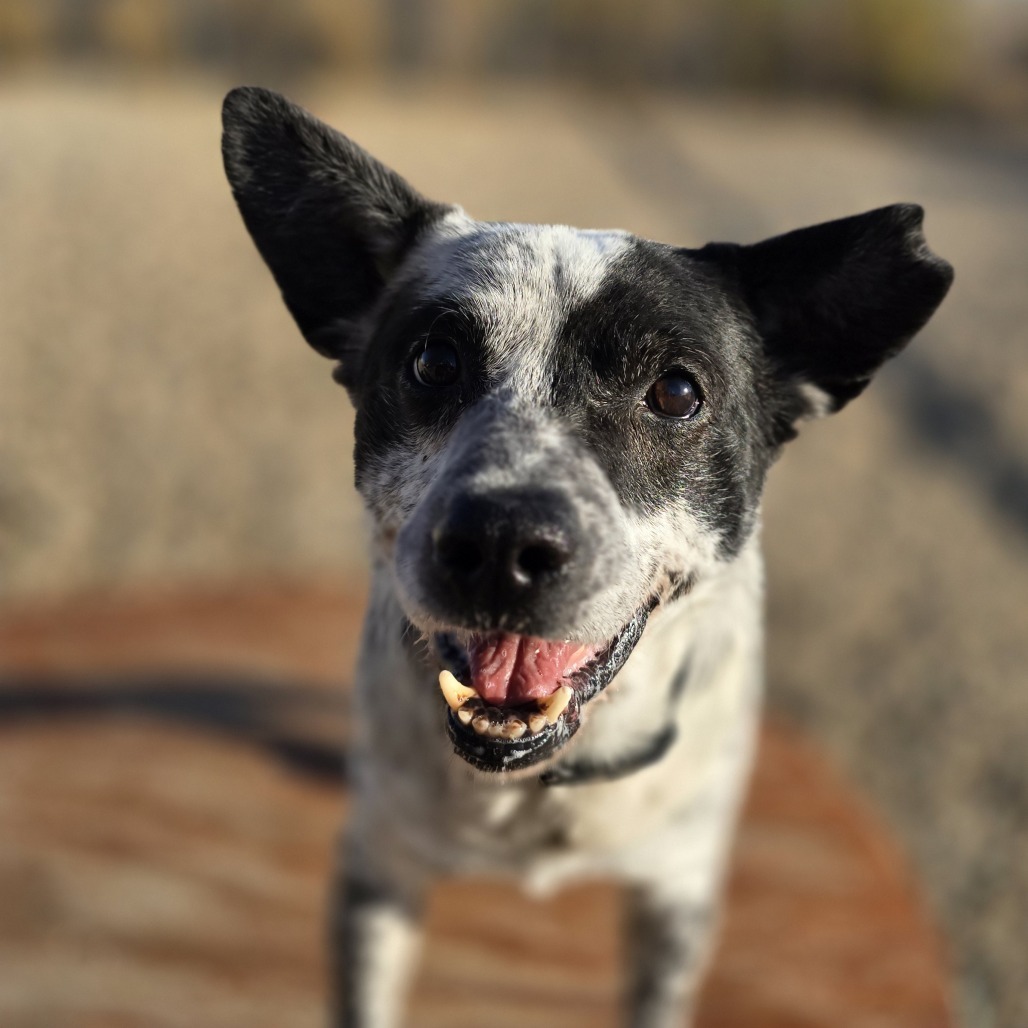 Miller, an adoptable Australian Cattle Dog / Blue Heeler in Wickenburg, AZ, 85390 | Photo Image 3