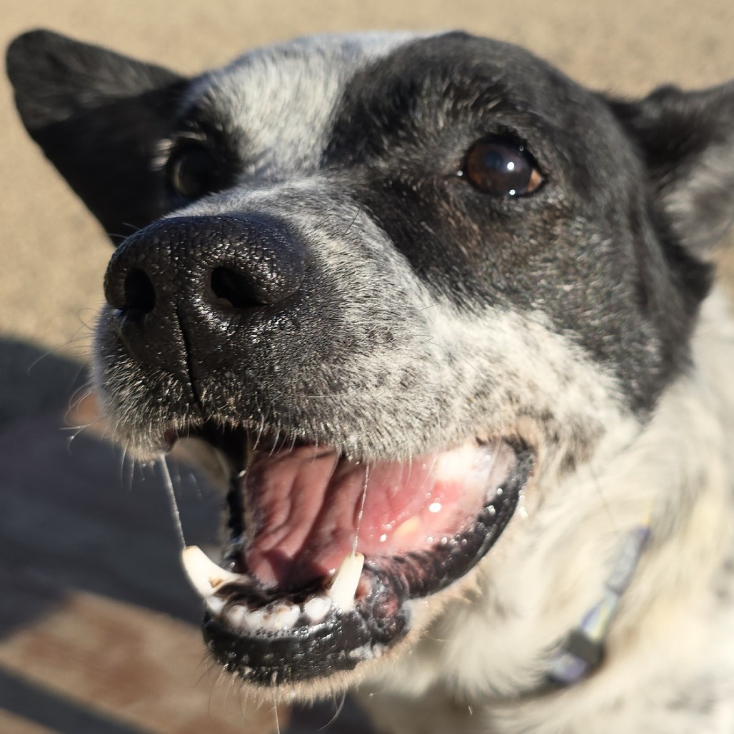 Miller, an adoptable Australian Cattle Dog / Blue Heeler in Wickenburg, AZ, 85390 | Photo Image 4