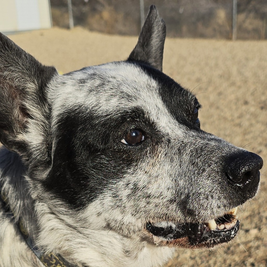 Miller, an adoptable Australian Cattle Dog / Blue Heeler in Wickenburg, AZ, 85390 | Photo Image 5