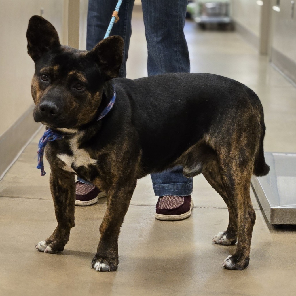 Roper, an adoptable Mixed Breed in Wickenburg, AZ, 85390 | Photo Image 2
