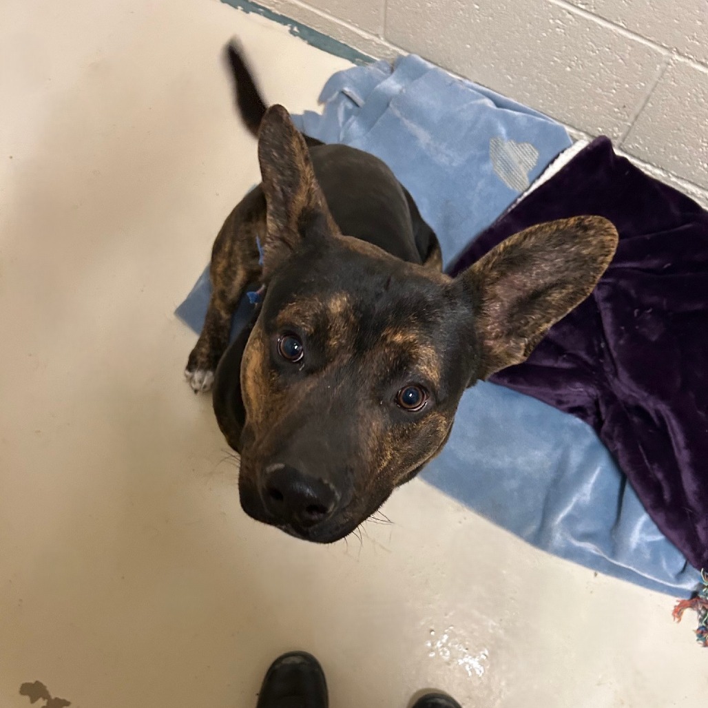 Roper, an adoptable Mixed Breed in Wickenburg, AZ, 85390 | Photo Image 3