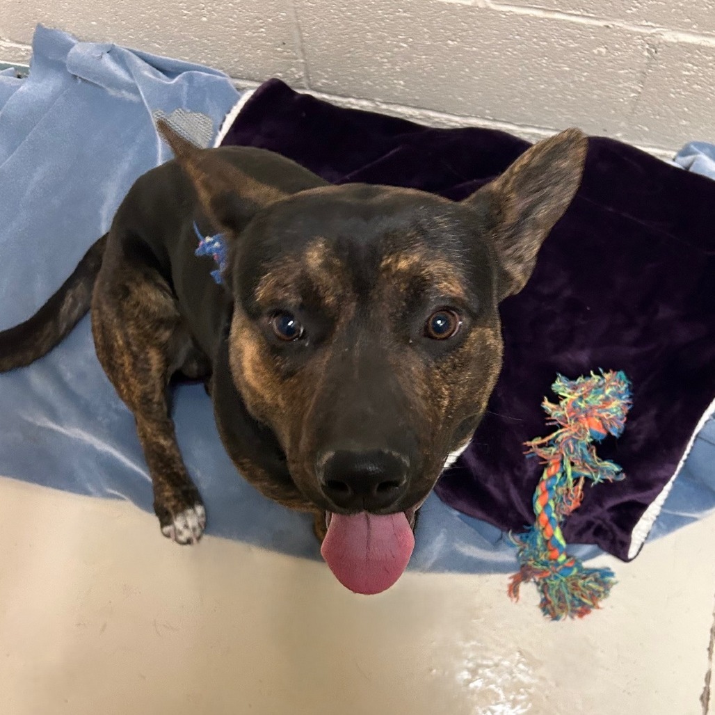 Roper, an adoptable Mixed Breed in Wickenburg, AZ, 85390 | Photo Image 4
