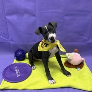 Arlo, Young Male American Staffordshire Terrier
