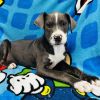 Arlo photo 2