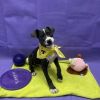 Arlo photo 6