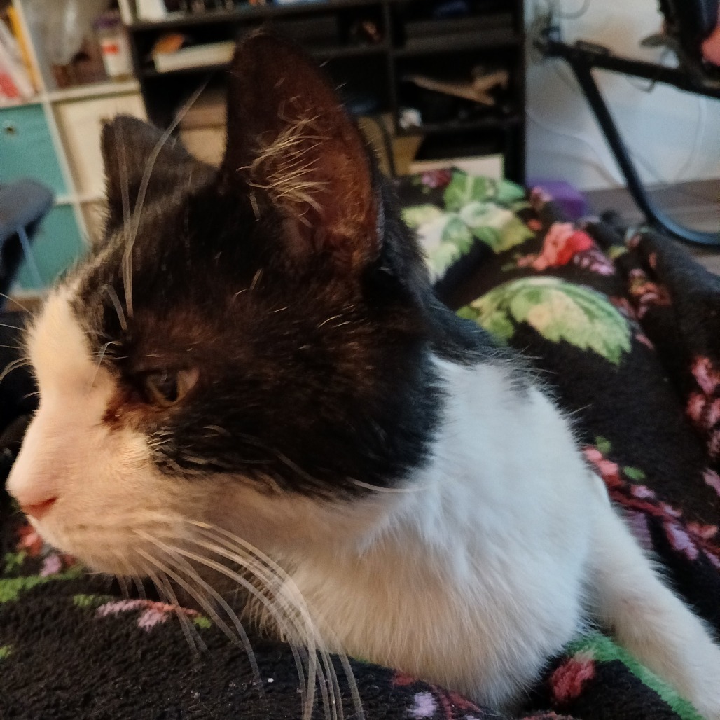 Gertie
