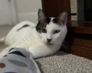Dapper Dan, Adult Male unknown
