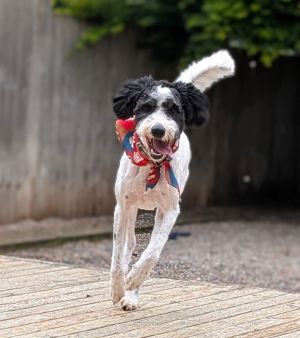 Animal Profile Buddy is a 45-year-old Doodle 12 Border Collie 12 Standard Poodle He was purcha