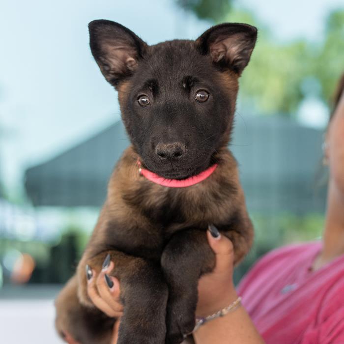 Cupid Pup - Juliet