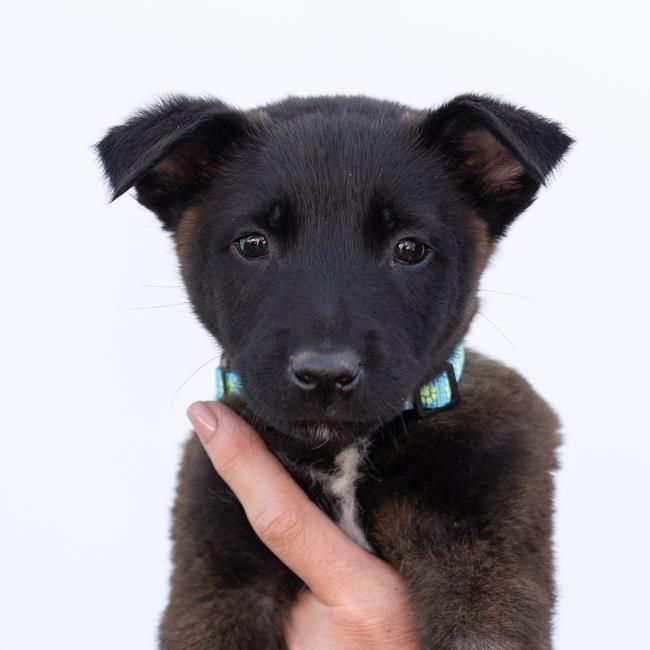 Cupid Pup - Romeo - Adopted!