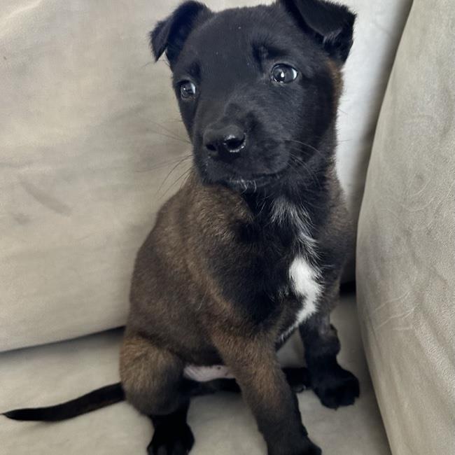 Cupid Pup - Romeo - Adopted!