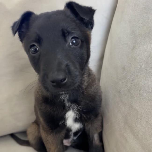 Cupid Pup - Romeo - Adopted!