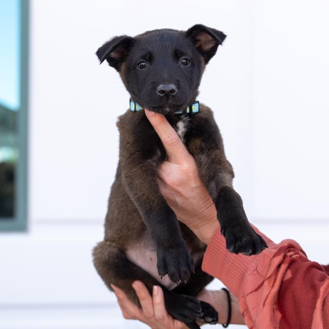 Cupid Pup - Romeo - Adopted!