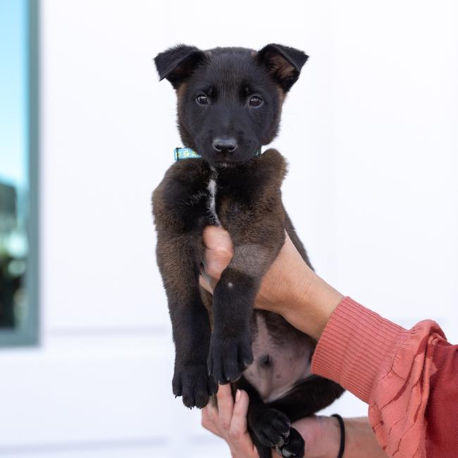 Cupid Pup - Romeo - Adopted!