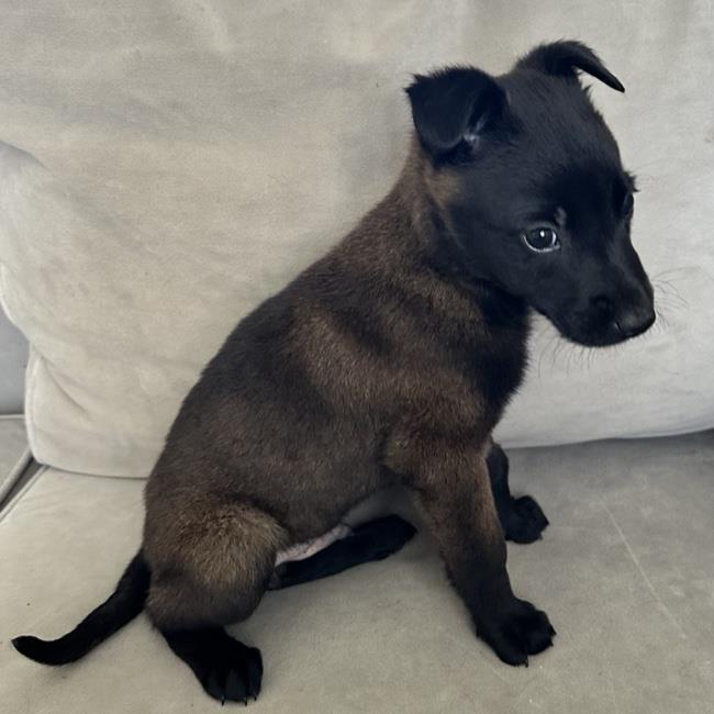 Cupid Pup - Romeo - Adopted!