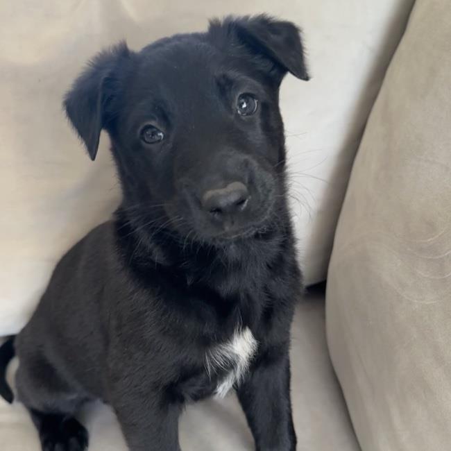 Cupid Pup - Lover Boy