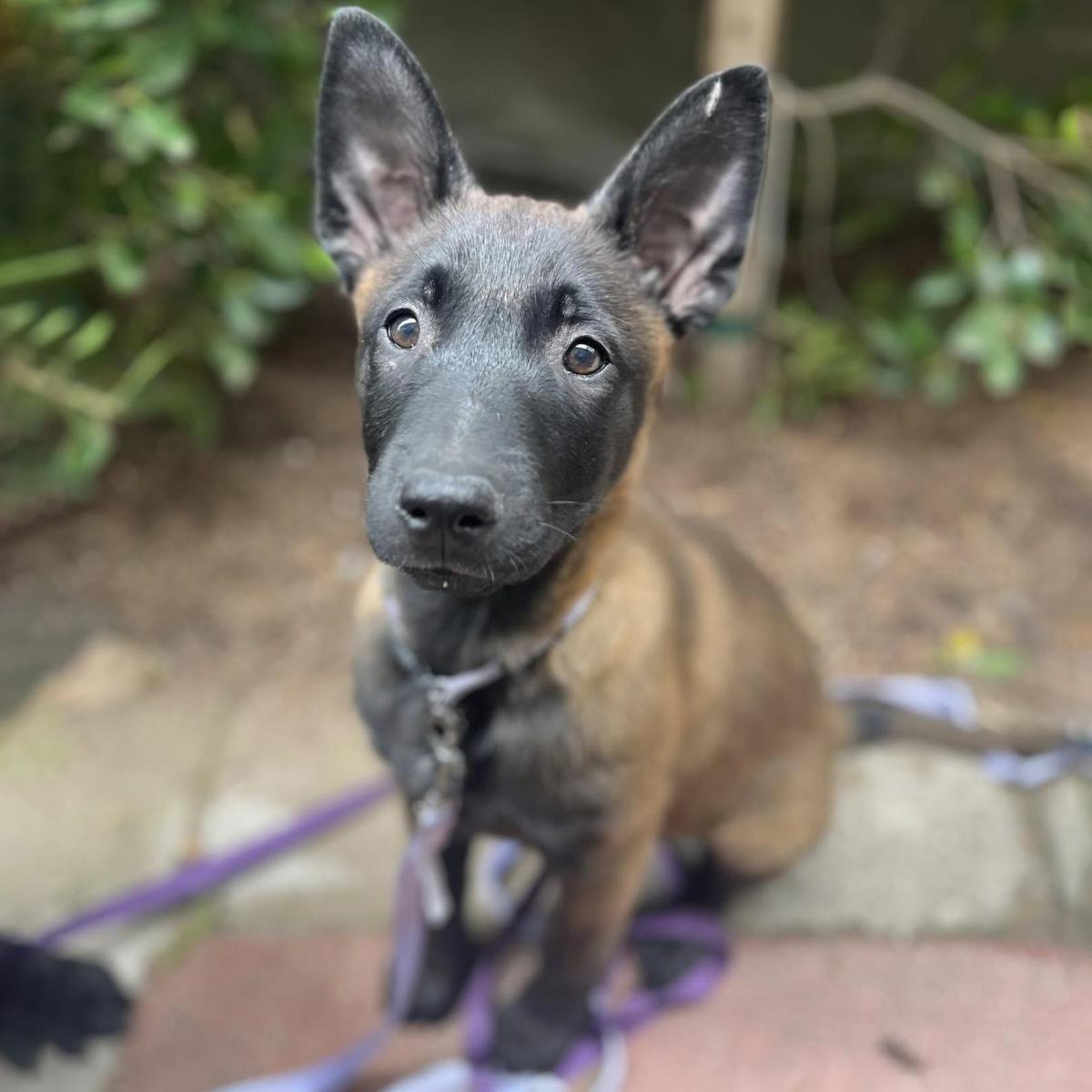 Cupid Pup - Dove