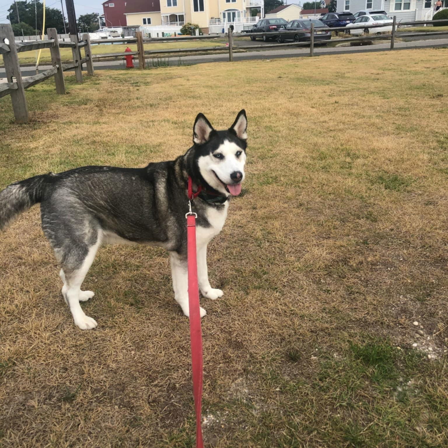 Suki
