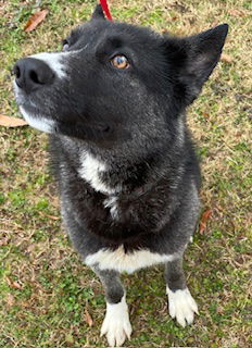 Koda