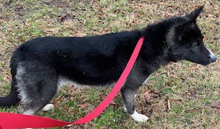 Koda