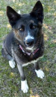 Koda