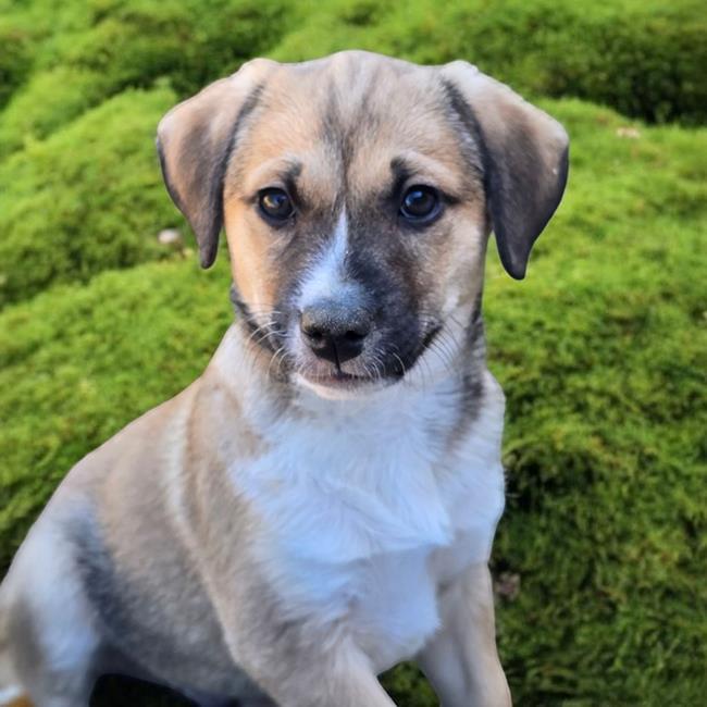 Pixie Pup - Cornwall