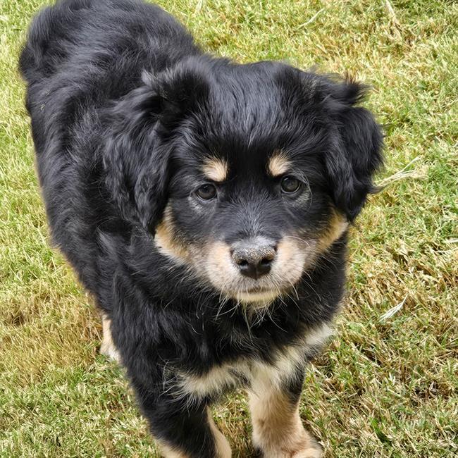 Pixie Pup - Devon