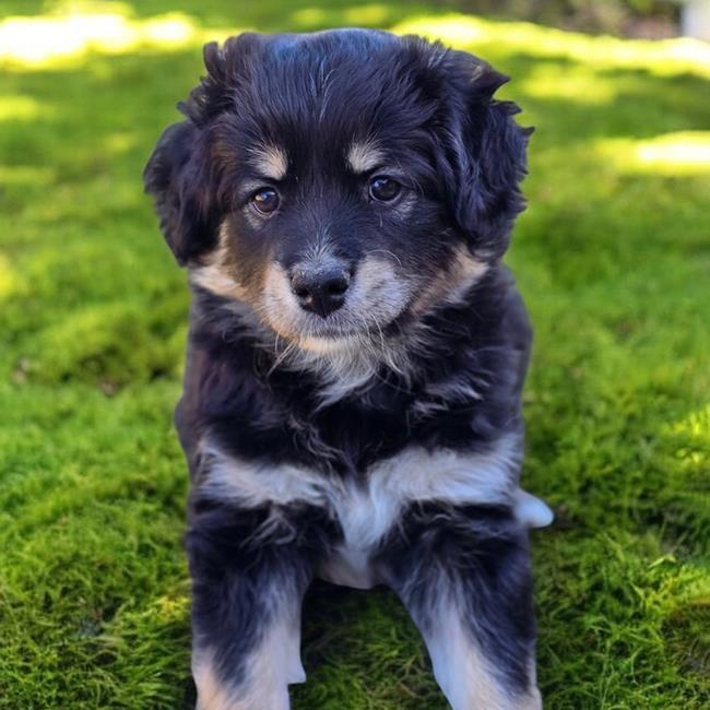 Pixie Pup - Devon