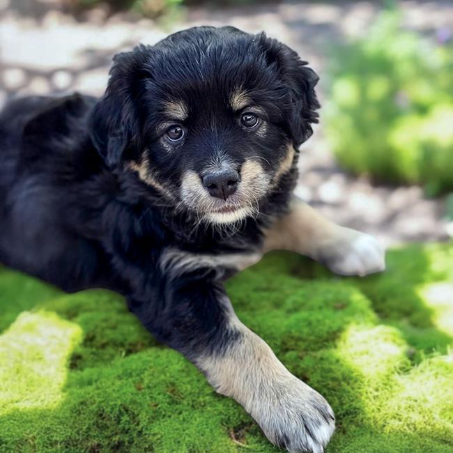 Pixie Pup - Devon