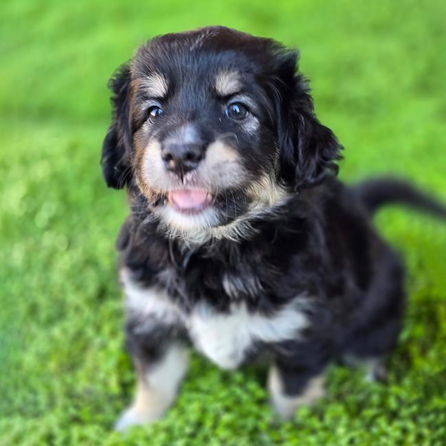 Pixie Pup - Devon