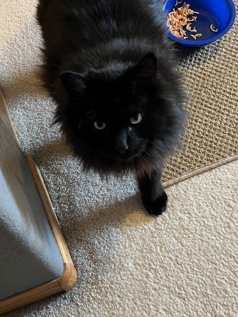 Snowball 2, an adoptable Domestic Long Hair in Fort Collins, CO, 80524 | Photo Image 1