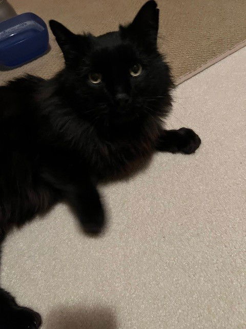 Snowball 2, an adoptable Domestic Long Hair in Fort Collins, CO, 80524 | Photo Image 2