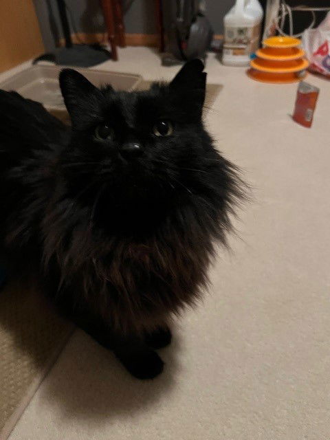 Snowball 2, an adoptable Domestic Long Hair in Fort Collins, CO, 80524 | Photo Image 3