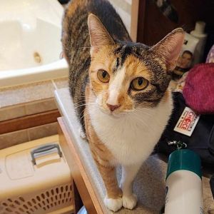 Peach, Adult Female Domestic Short Hair