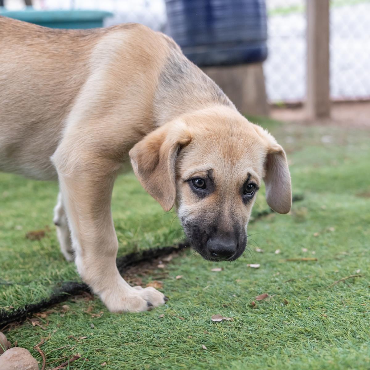 Ballet Pup - Chaine