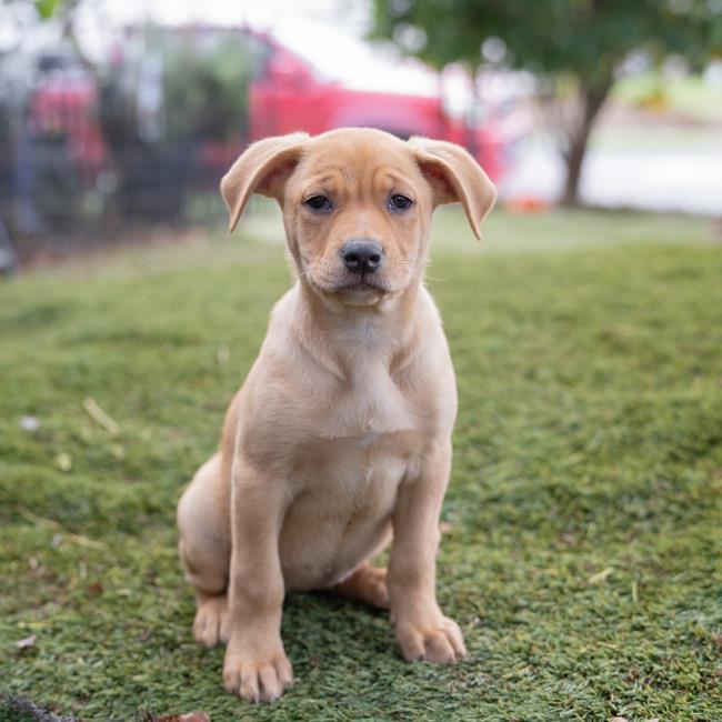 Ballet Pup - Chasse