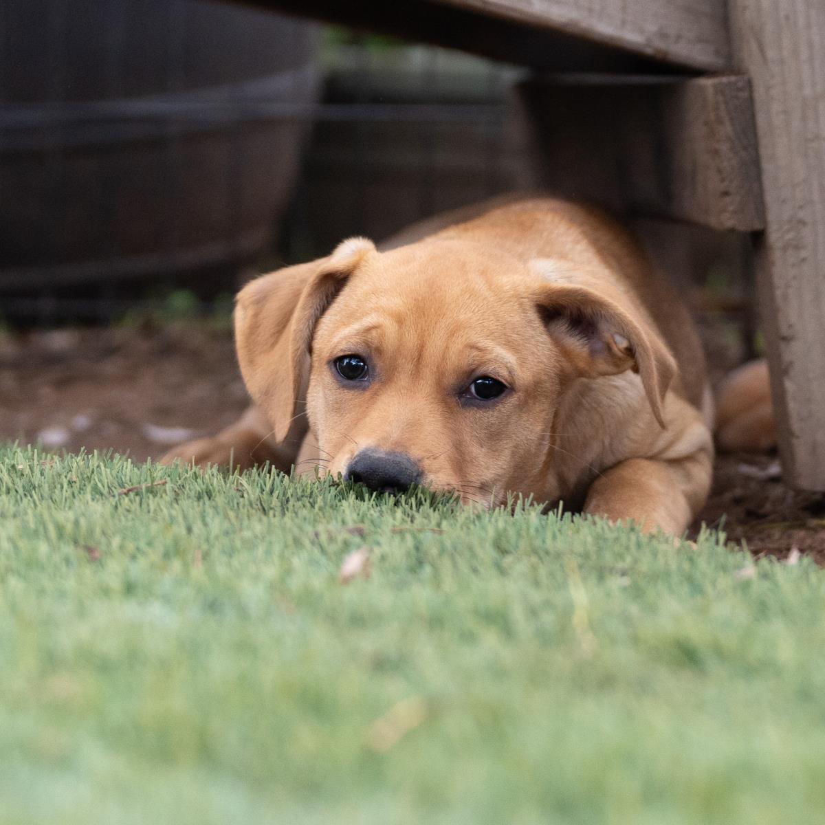 Ballet Pup - Chasse